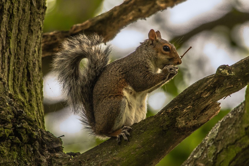 squirrel-952664_1920