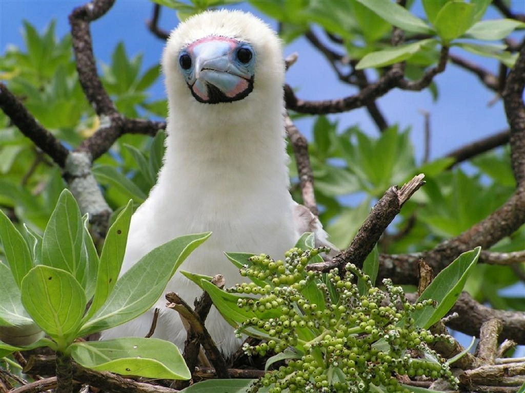 booby-chick-591438_1280