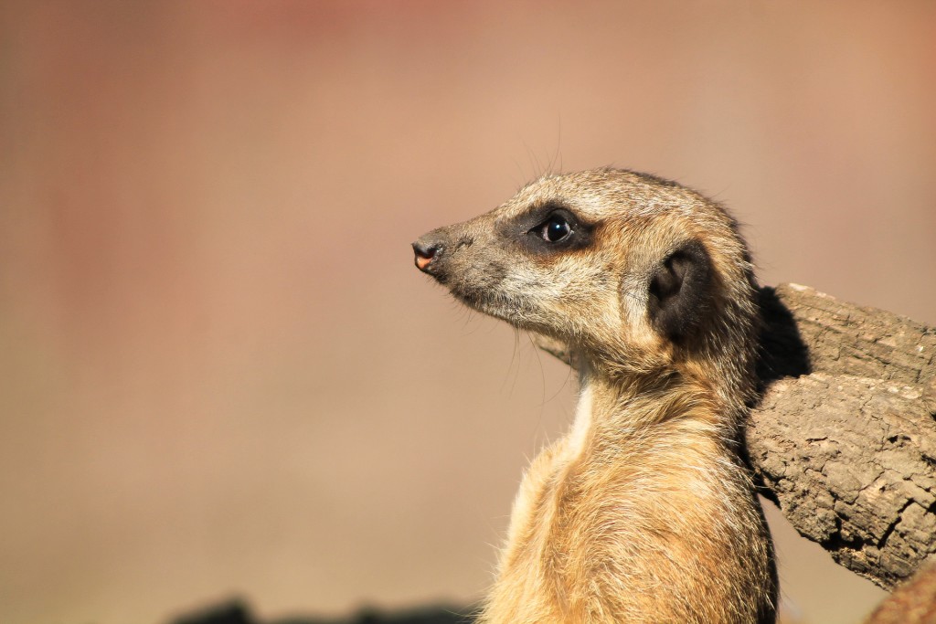 meerkat-700167_1920