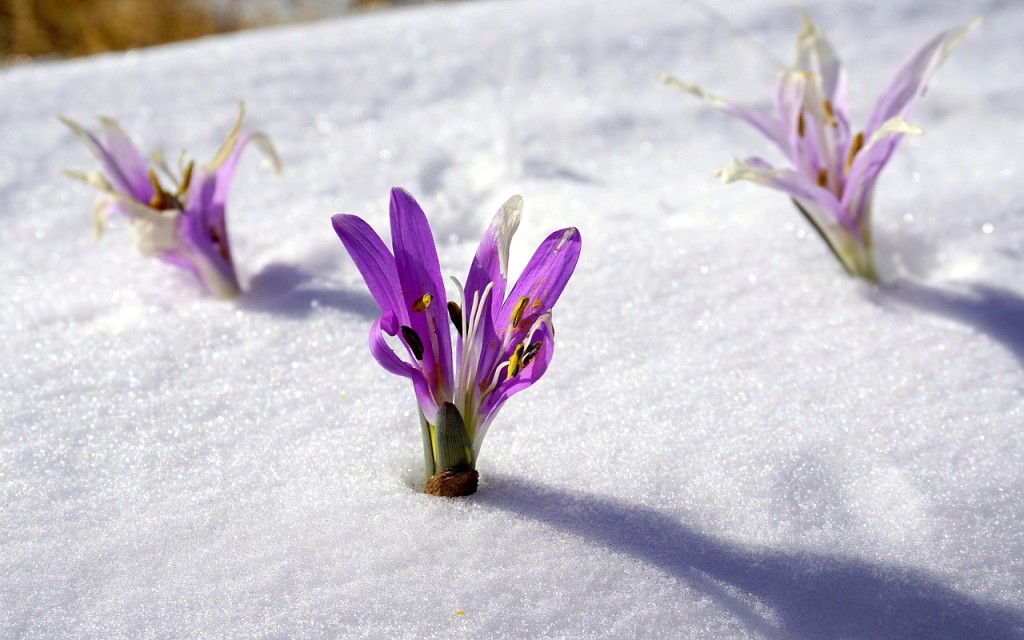 winter-flowers-1200013_1280