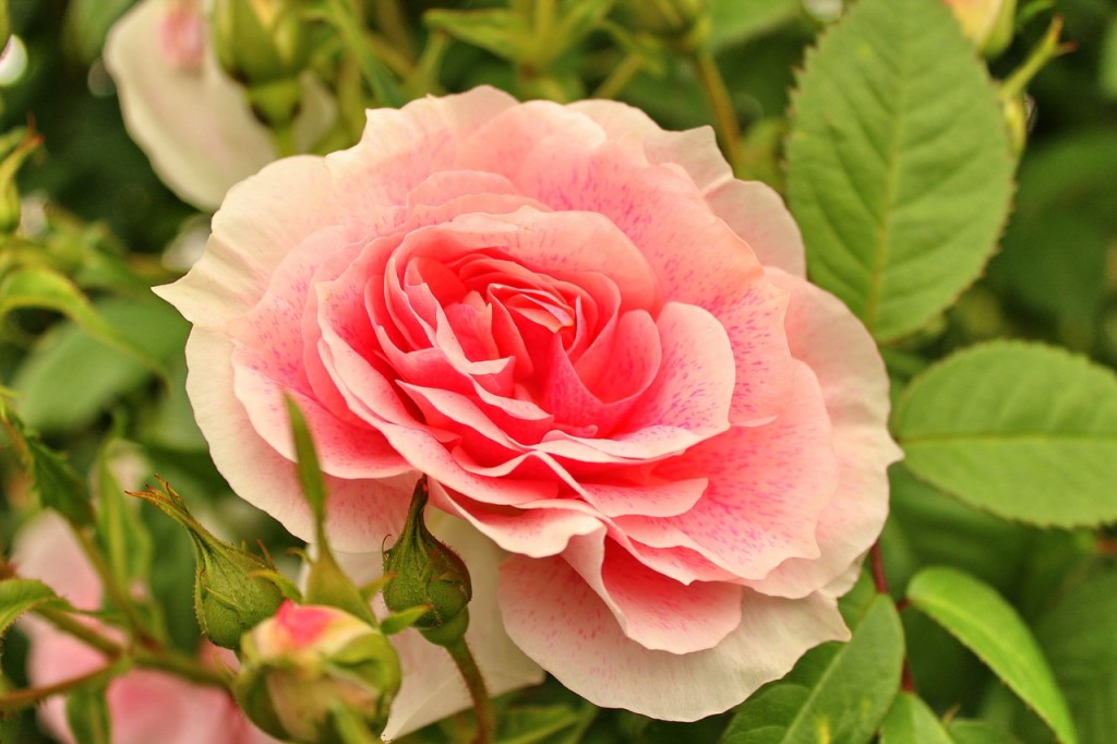 rose-573405_1280