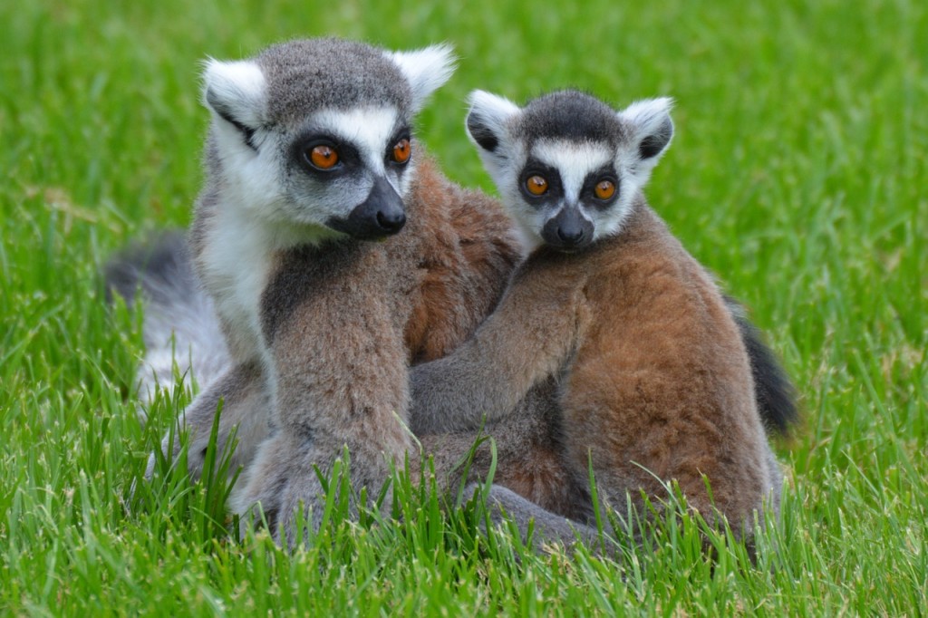 lemurs-824893_1280