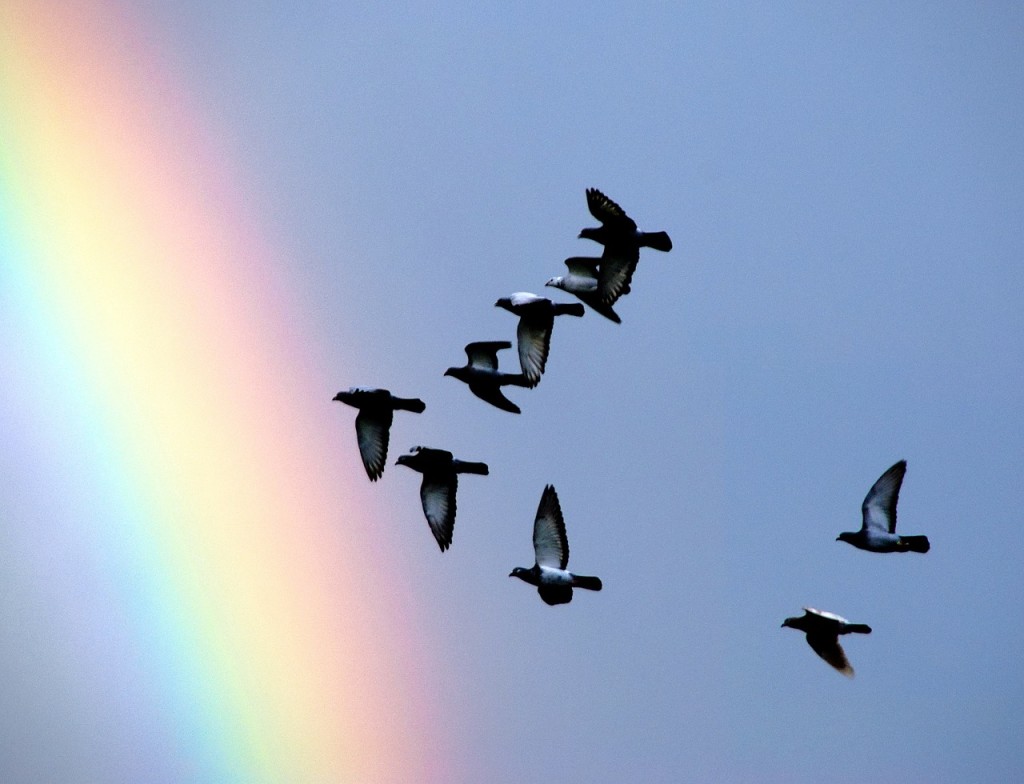 pigeons-1333865_1280