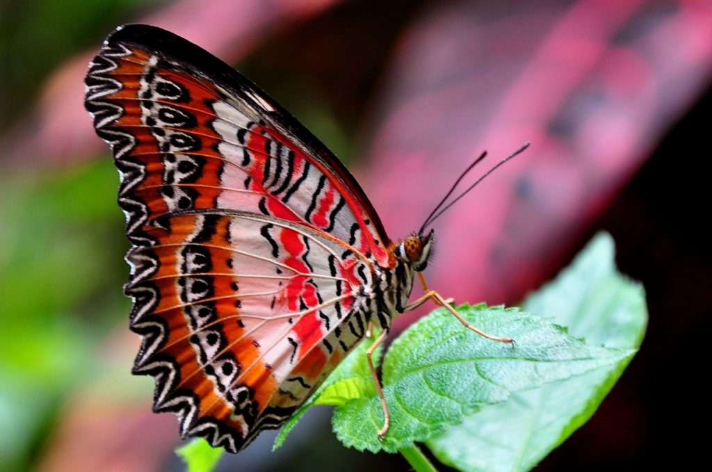 red-lacewing-1394296_1280