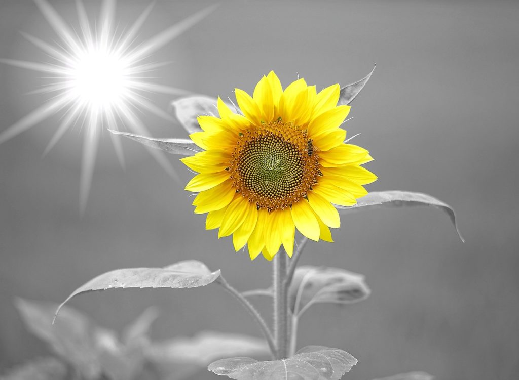 sunflower-972115_1280