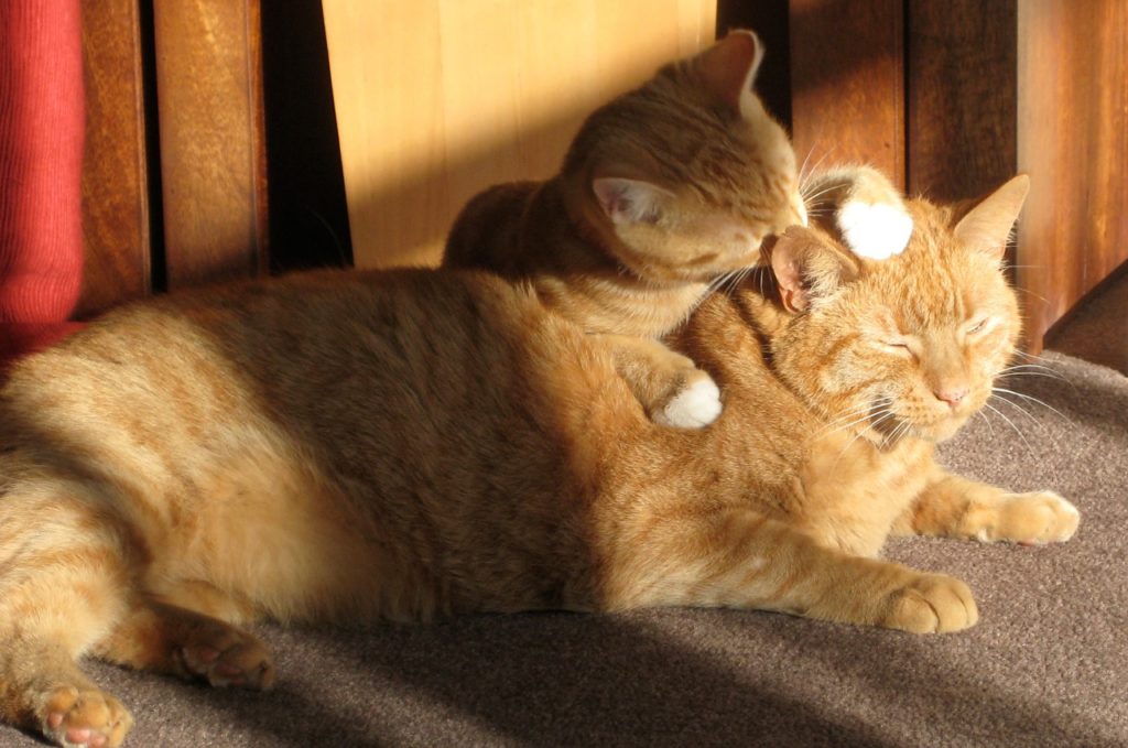 two-ginger-cats-650546_1280