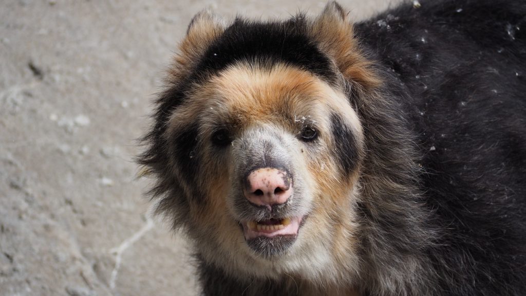 andean-bear-1421851_1280