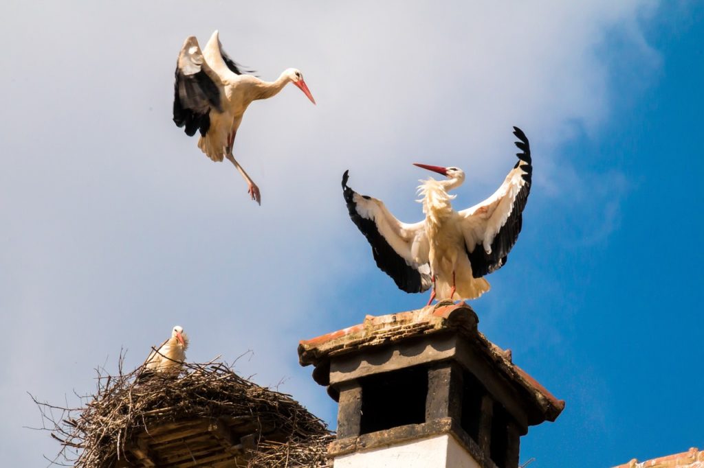 storks-1598322_1280