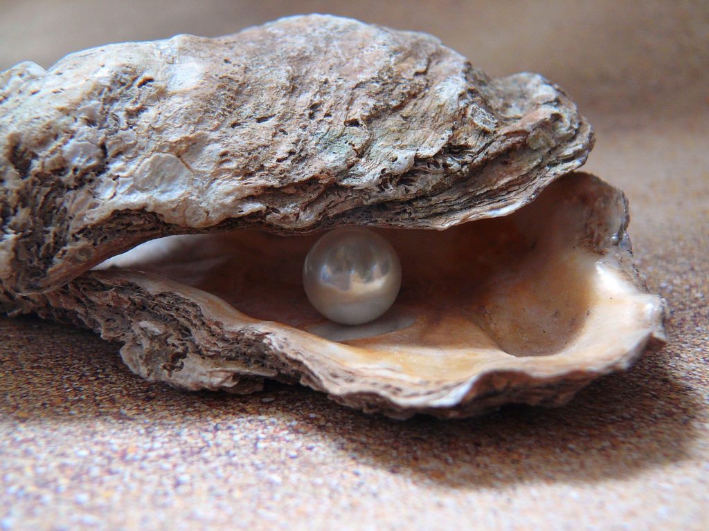 oyster-1327311_1280