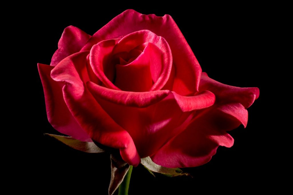 red-rose-320891_1280