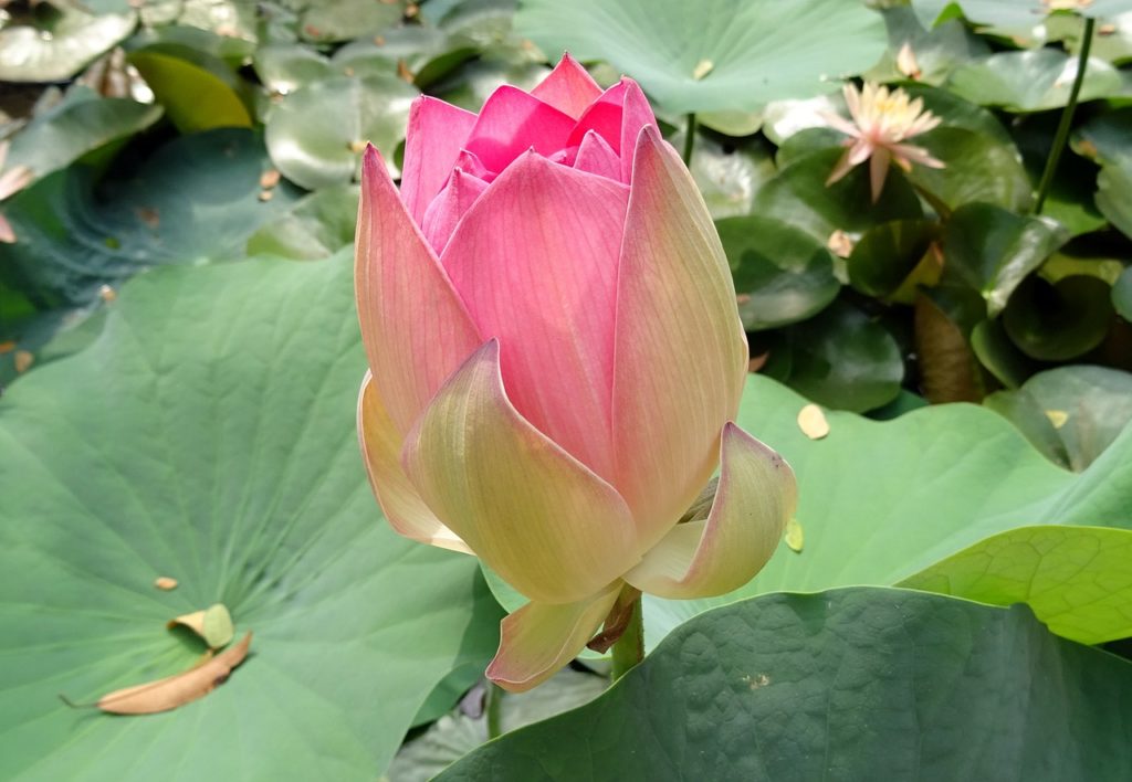 lotus-1787773_1280